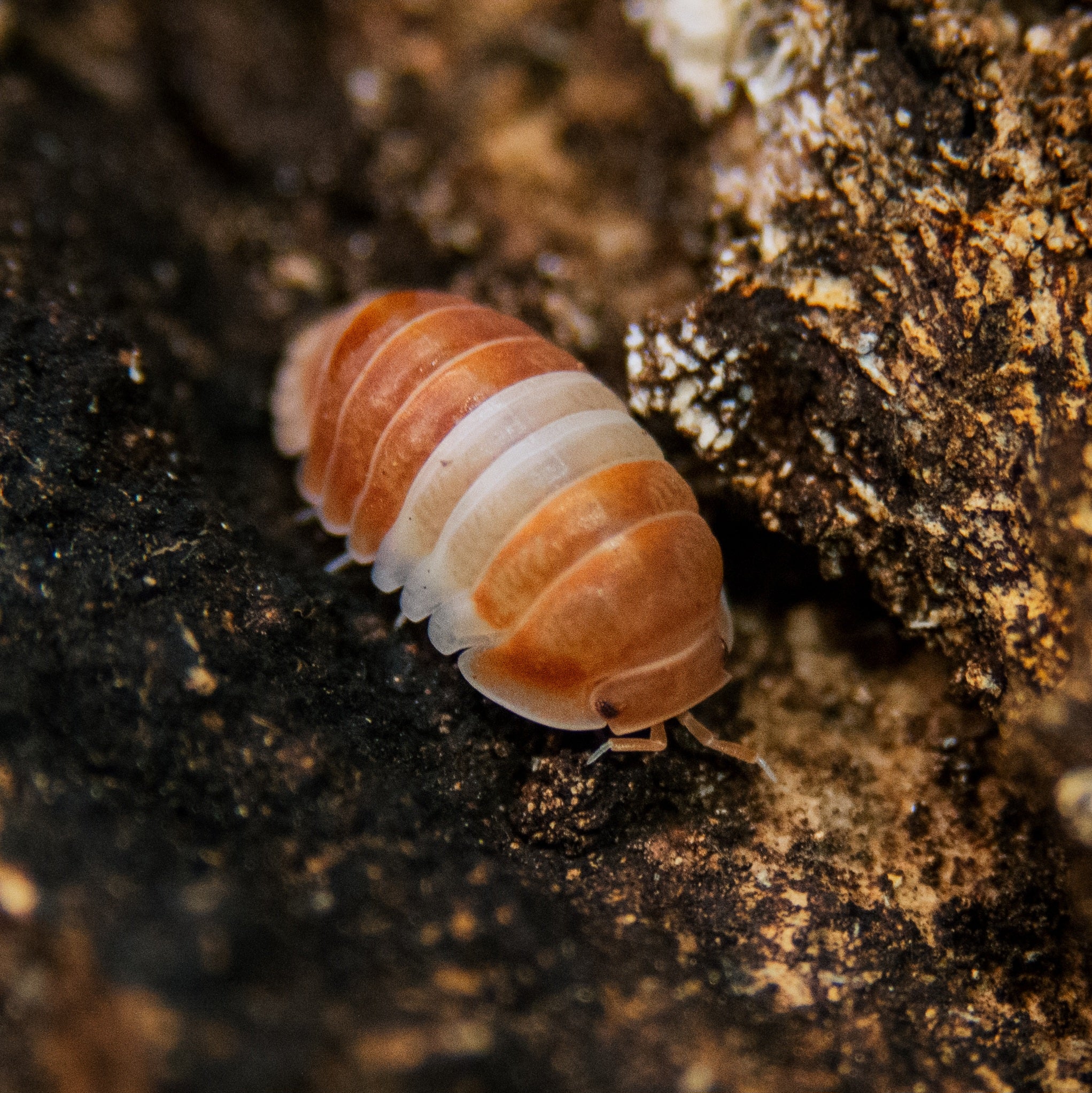 Cubaris sp panda king orange