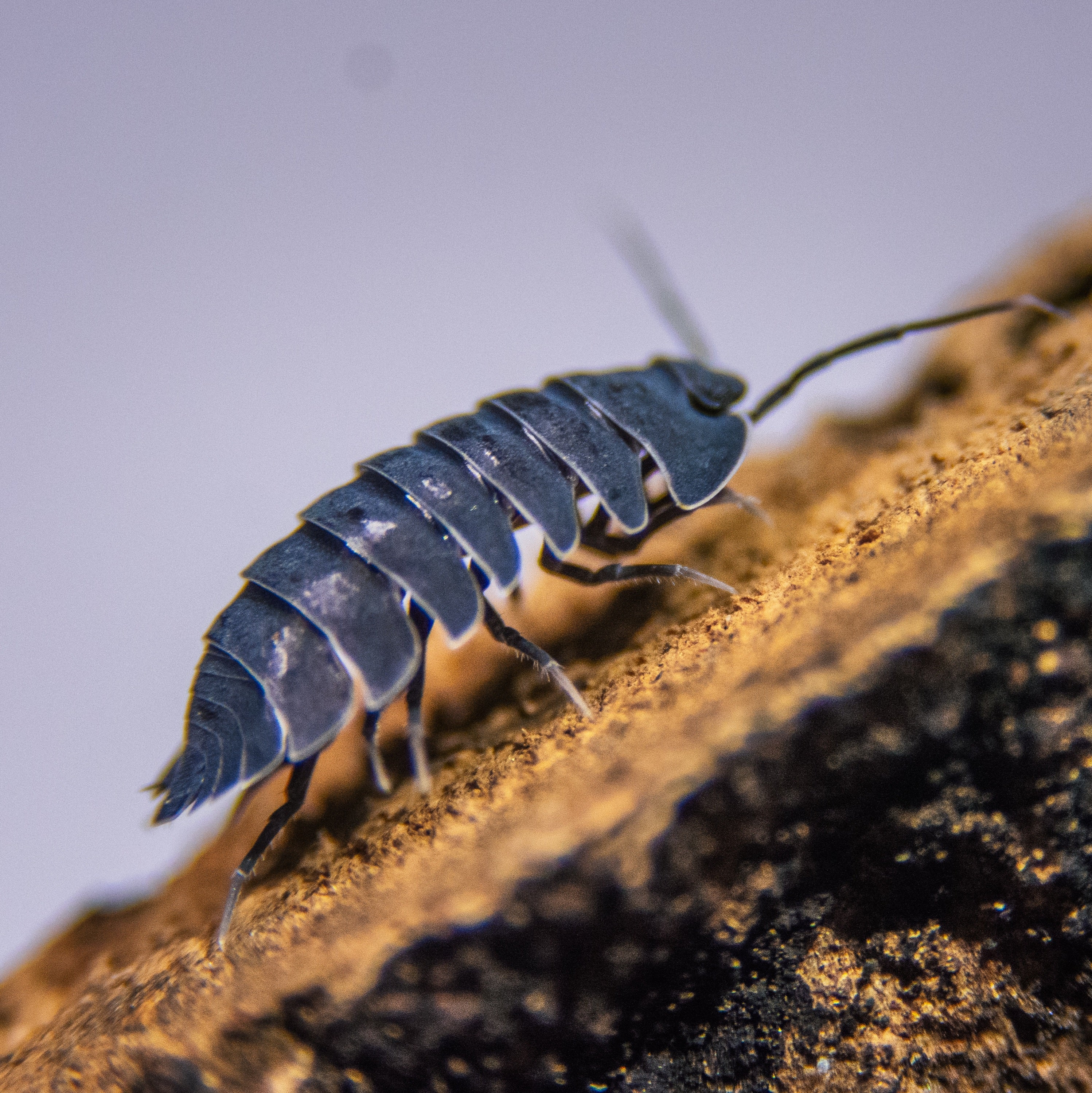 Ardentiella sp black hole