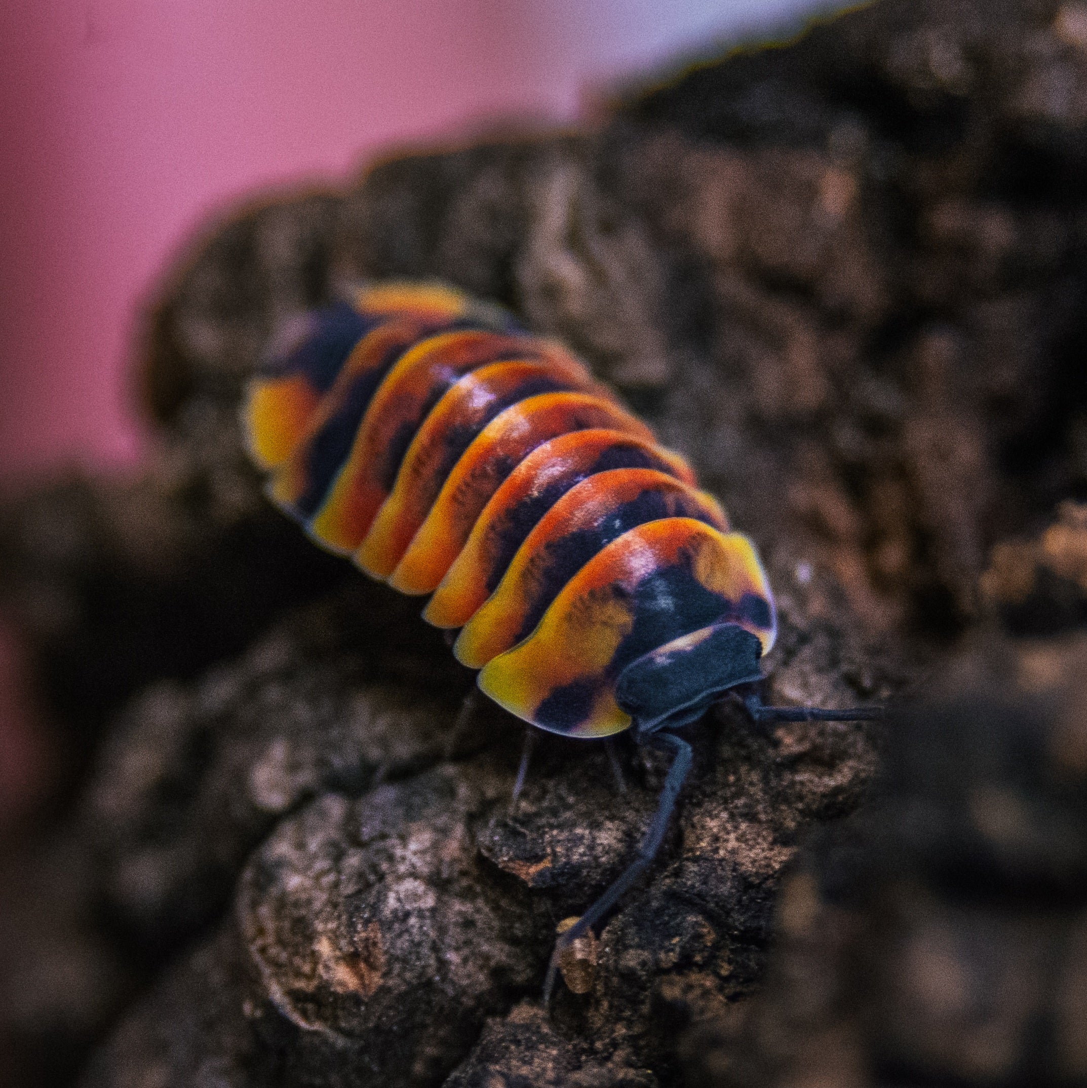 Ardentiella sp ember bee