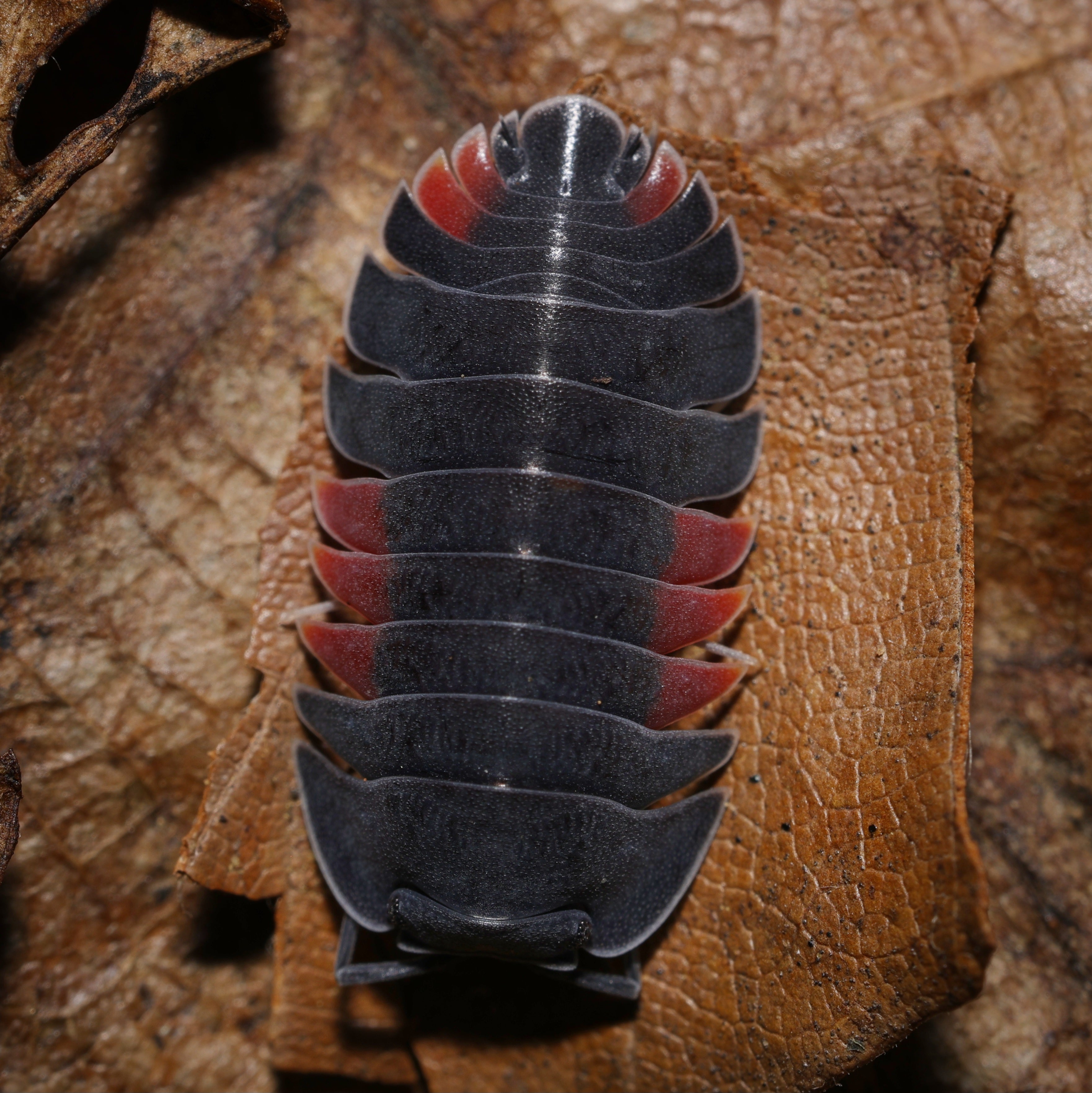 Ardentiella sp lava
