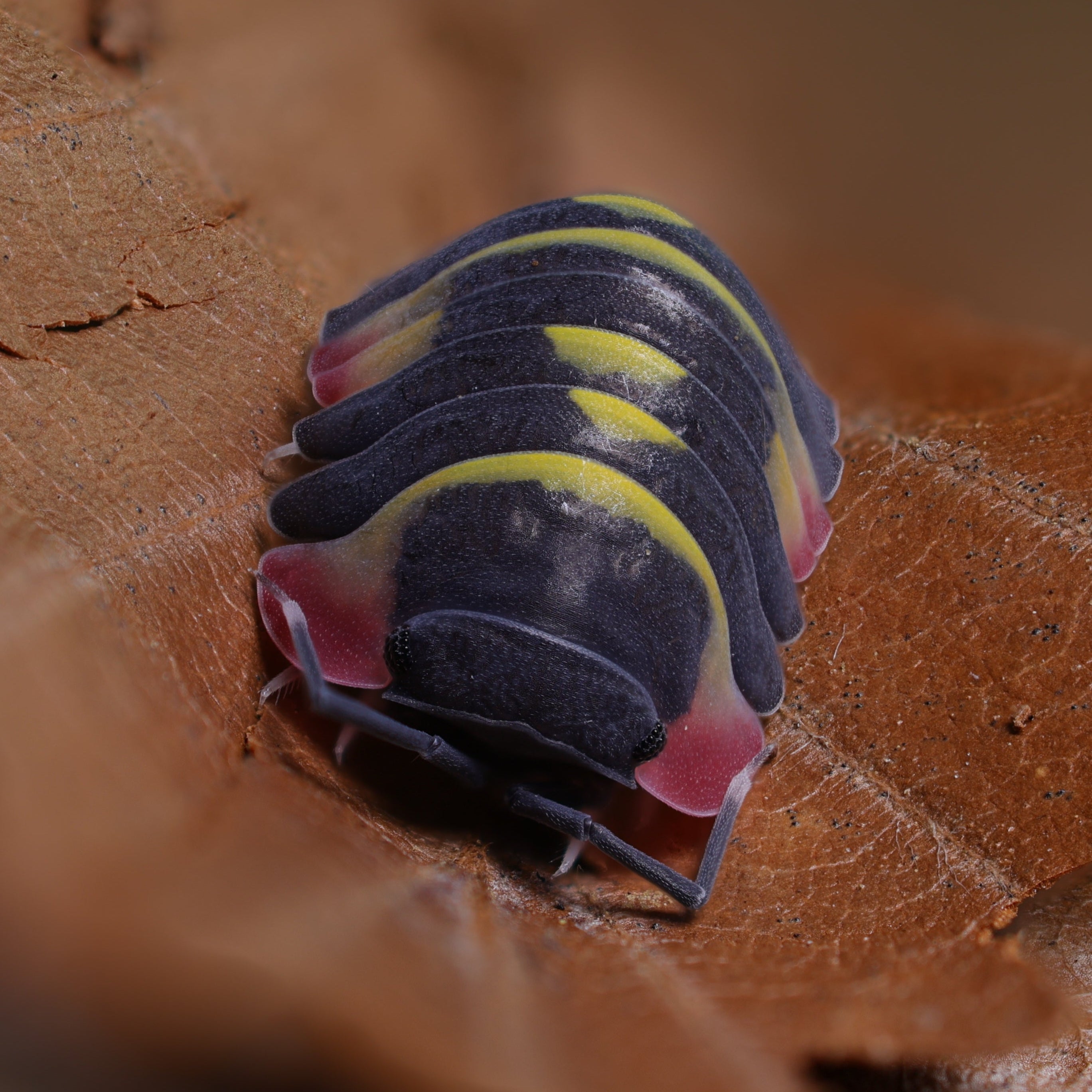 Ardentiella sp yellow arrow