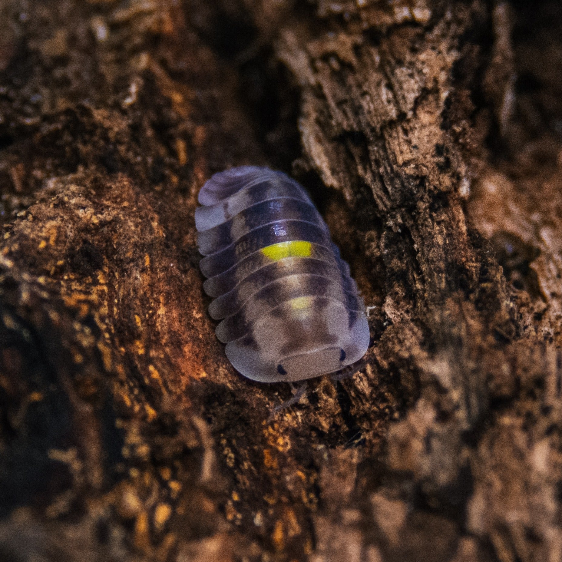 Cubaris sp amber firefly