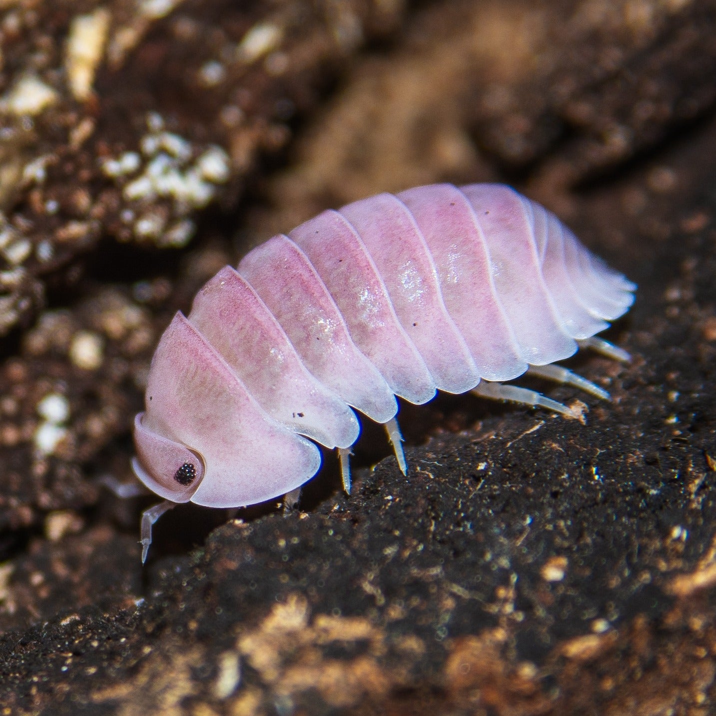 Cubaris sp cherry blossom