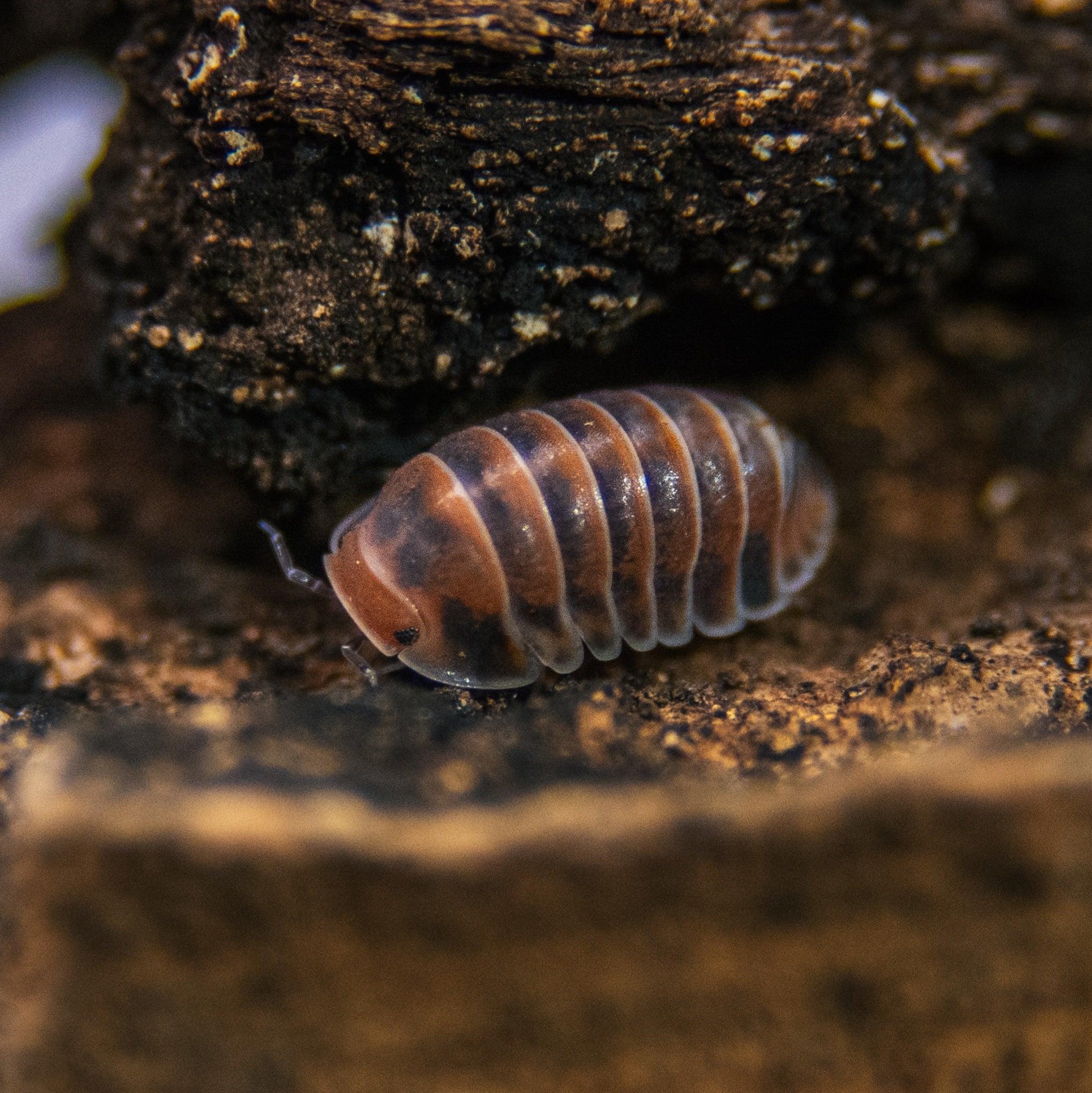 Cubaris sp red pak chong