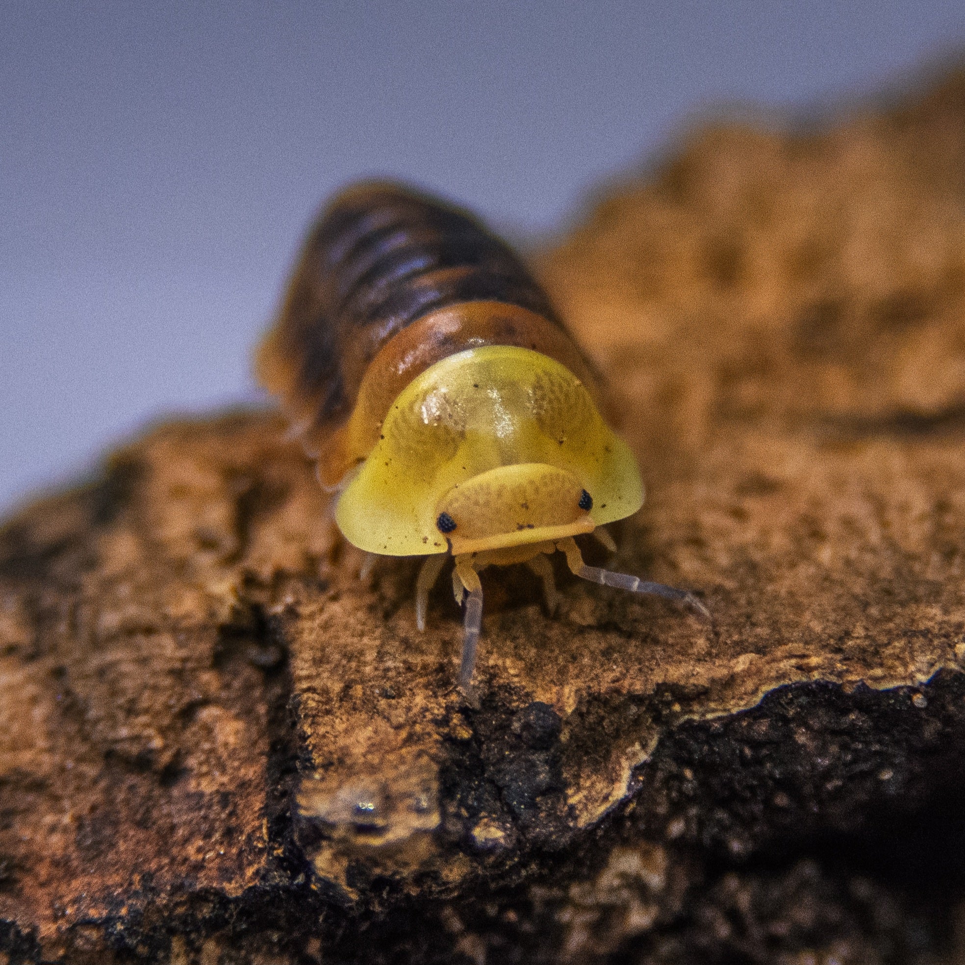 Cubaris sp rubber ducky 
