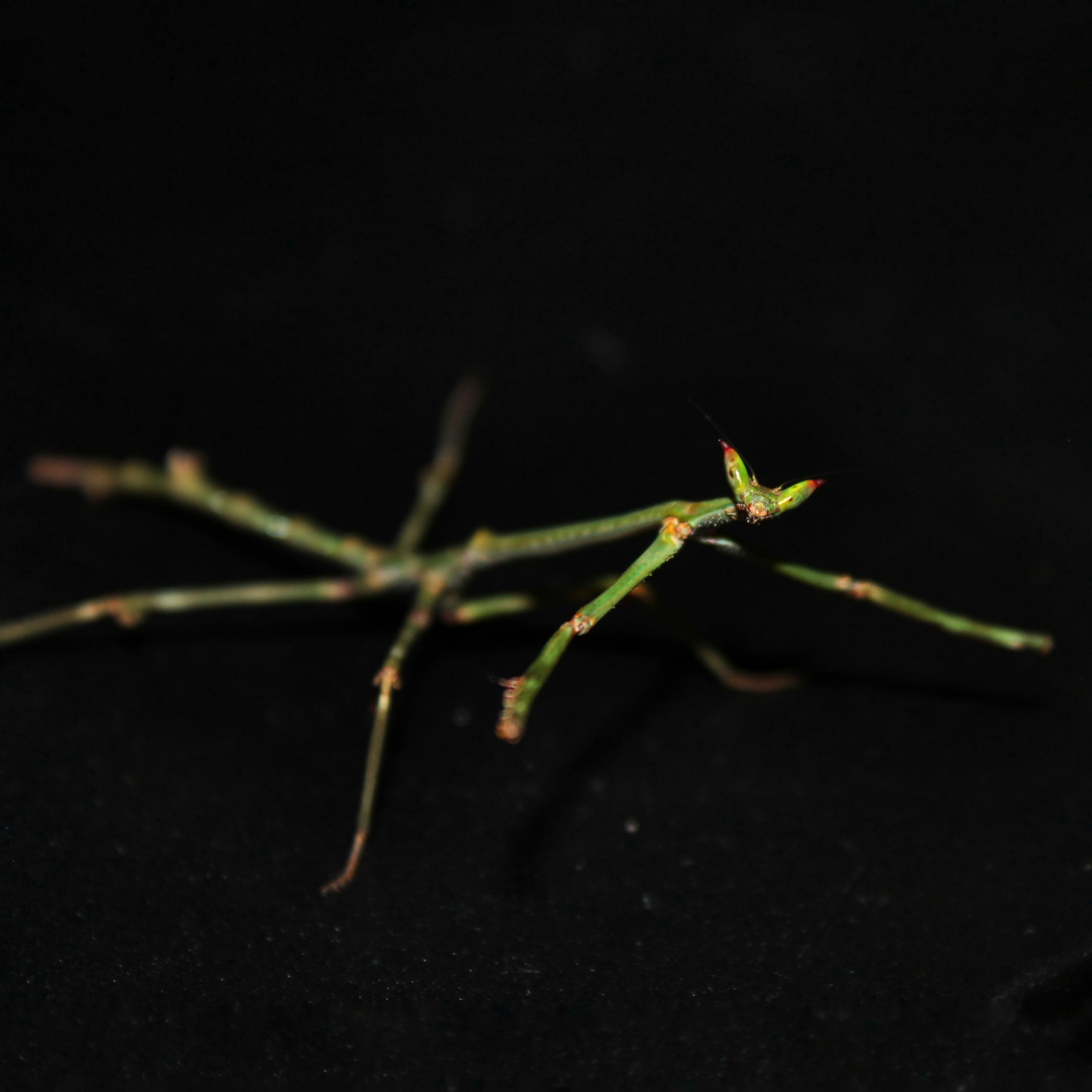 Heterochaeta orientalis 
