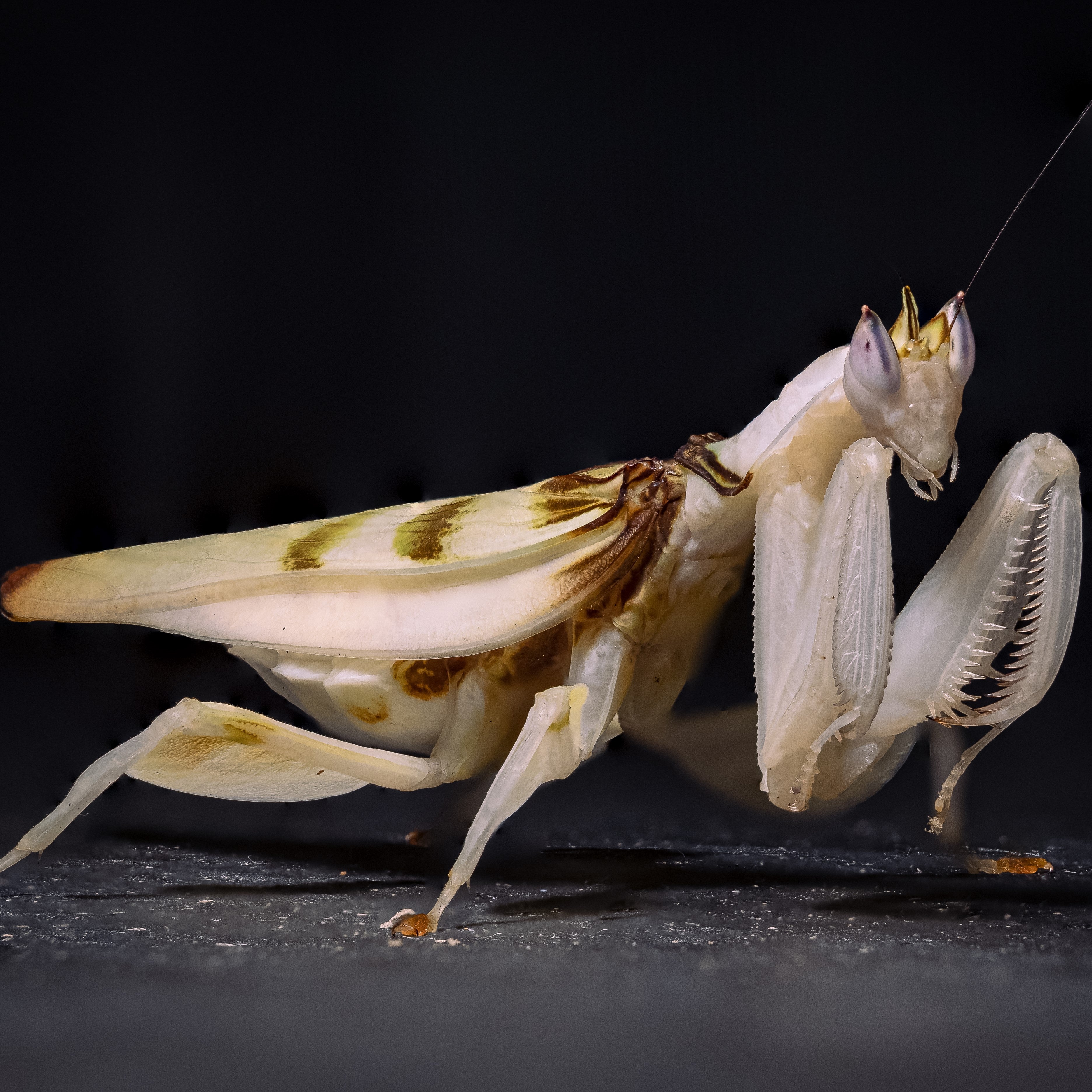 Hymenopus coronatus orchideenmantis