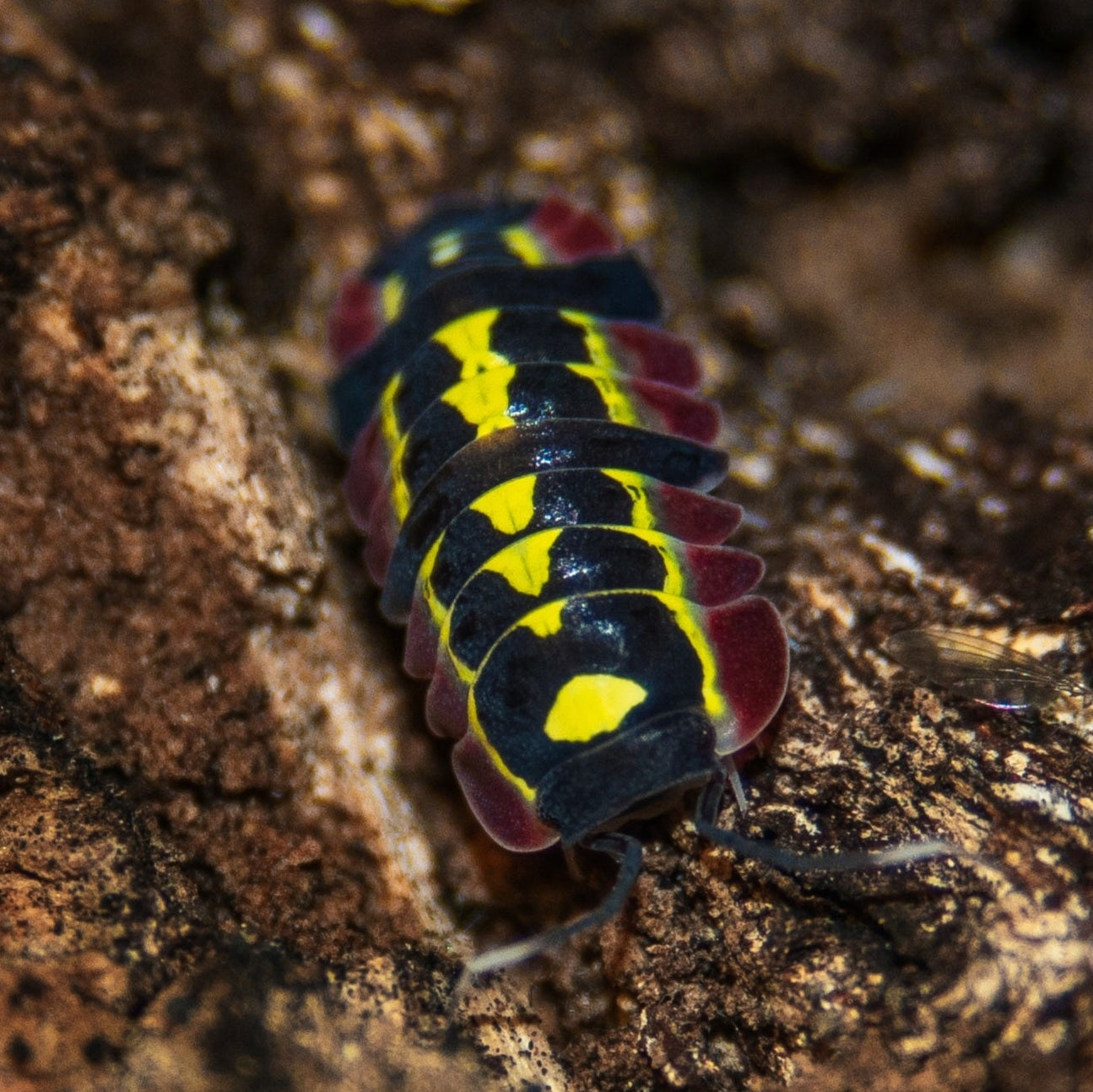 Ardentiella sp "red diablo"