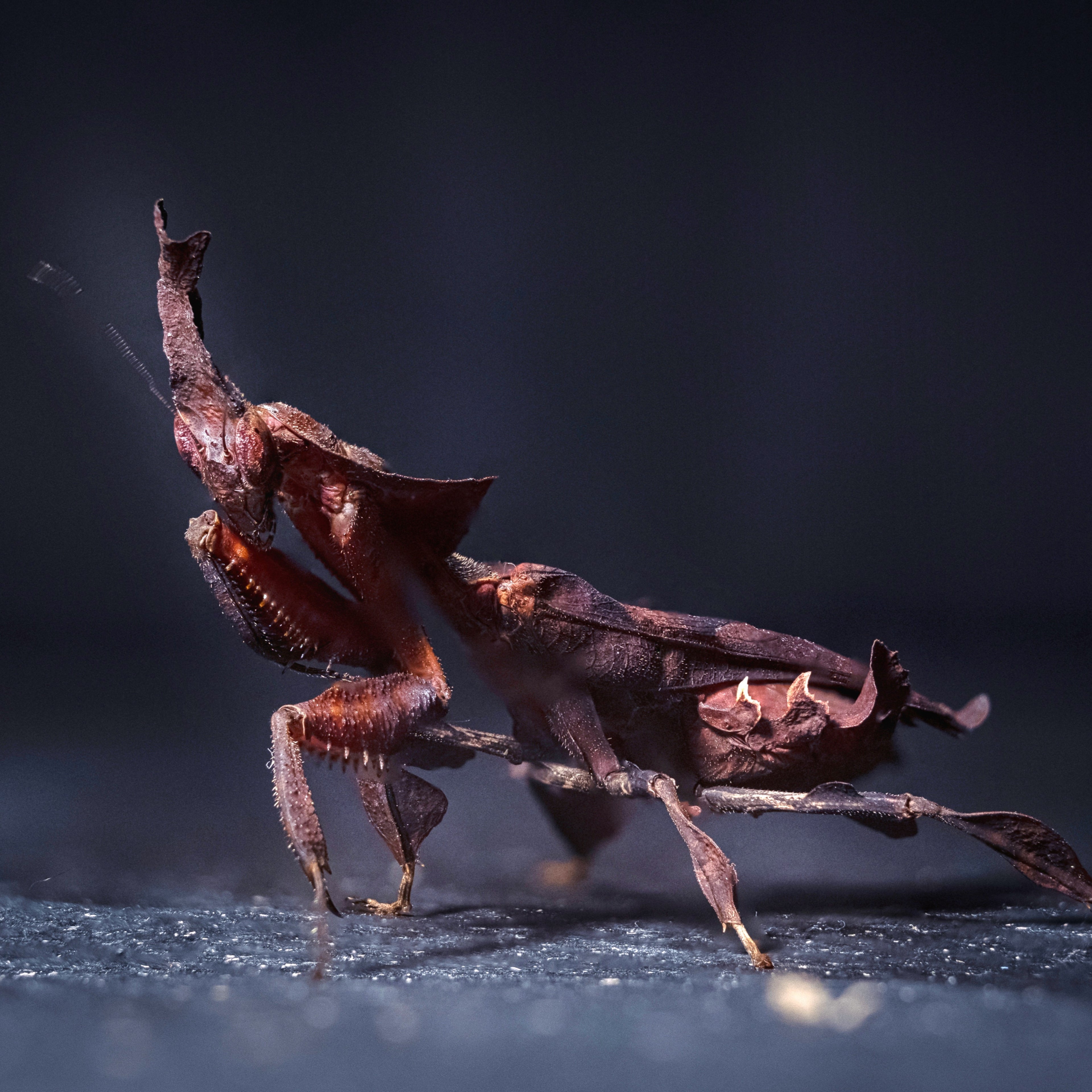 Phyllocrania paradoxa geistermantide