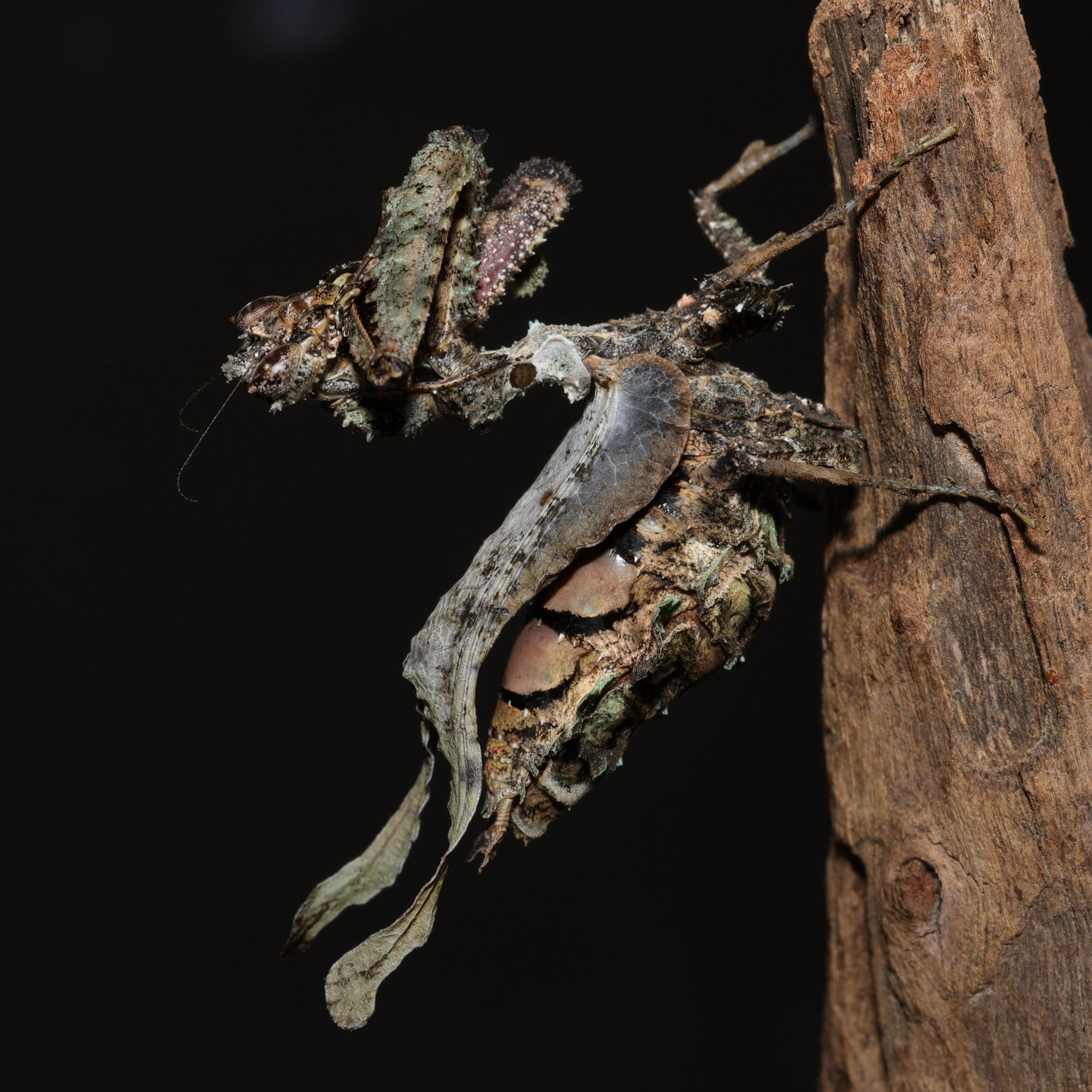 Pseudacanthops lobipes moosmantide