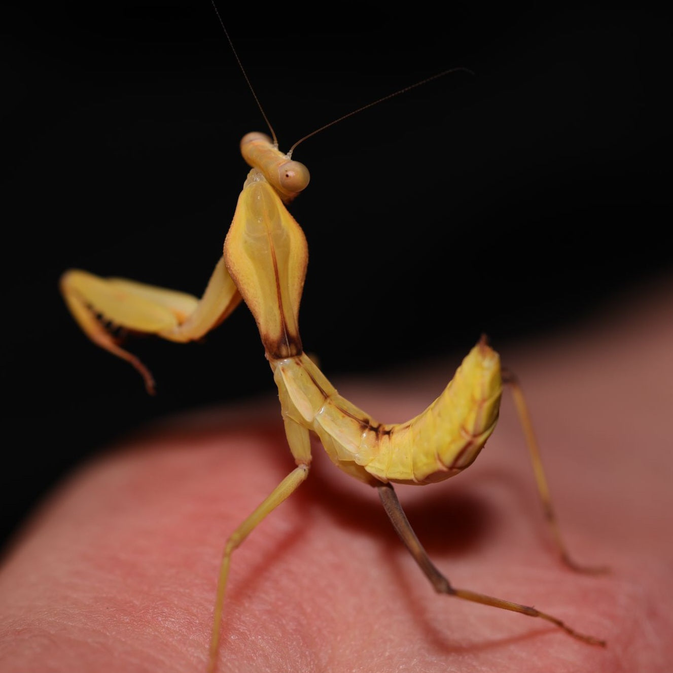 Rhombodera kirbyi 