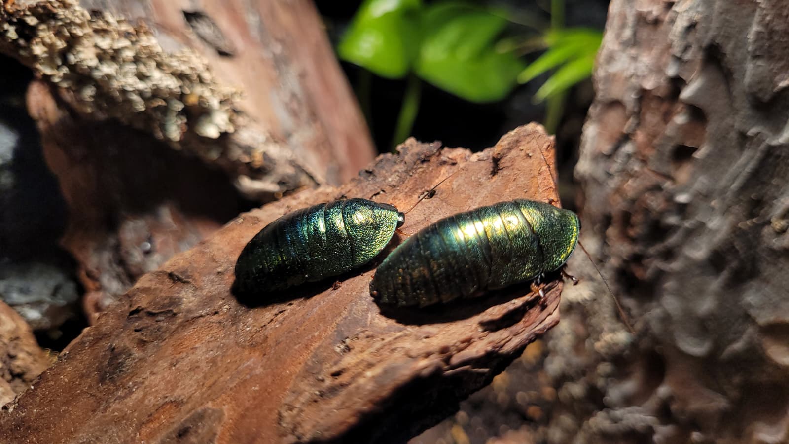 Smaragdschabe pseudoglomeris magnifica smaragdschaben
